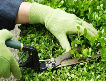 Kỹ thuật chăm sóc cây