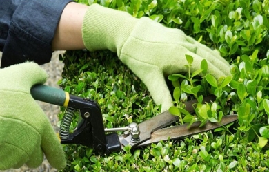 Chăm sóc cây xanh