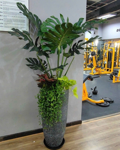 Cây Trầu Bà Lá Xẻ