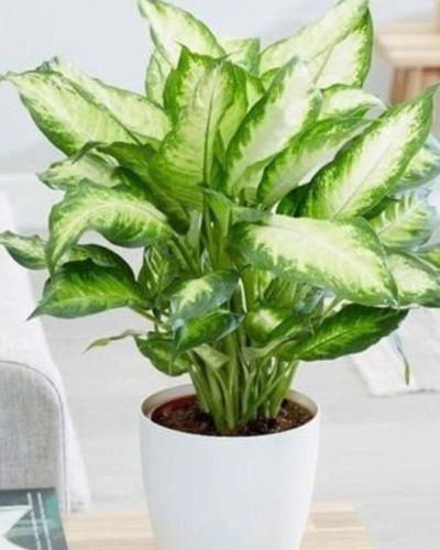 Cây Vạn Niên Thanh Để Bàn