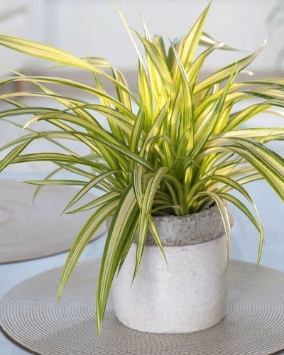 Cây Dứa Vạn Phát