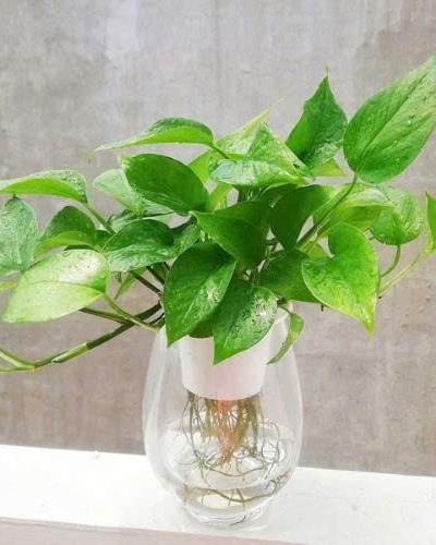 Trầu Bà Thủy Canh