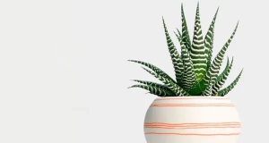 Cây xanh văn phòng