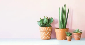 Cây cảnh trong nhà