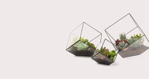 Cây cảnh để bàn