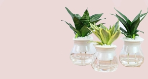 Cây cảnh thủy canh